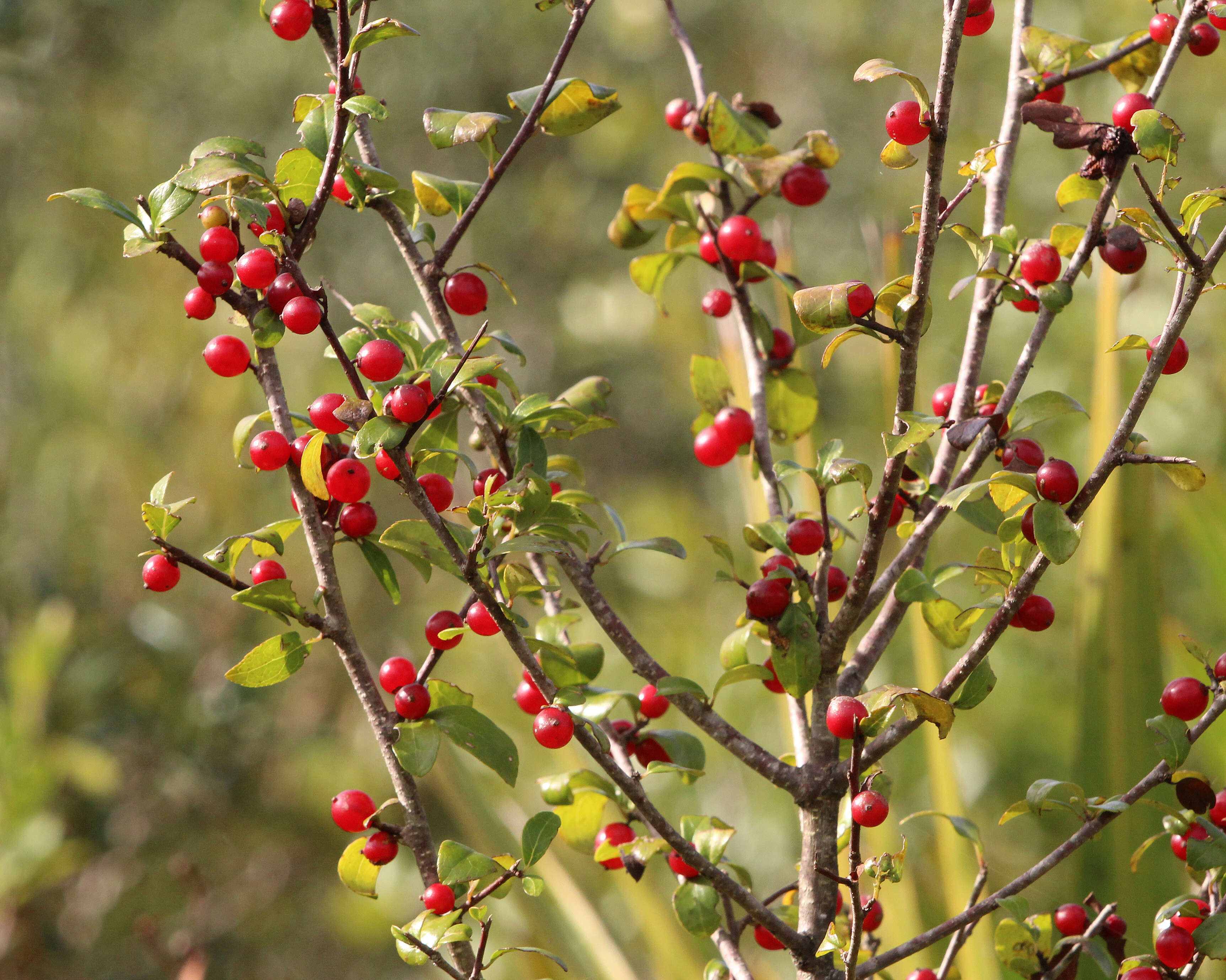 Image of Carolina holly