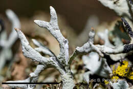 Image of Forked tube lichen