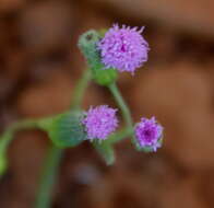 Image of lilac tasselflower