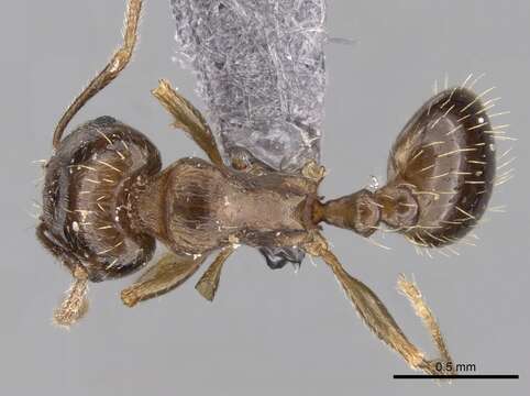 Image of Tetramorium depressiceps Menozzi 1933