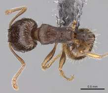 Image of Tetramorium syriacum Emery 1922