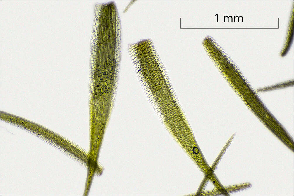 Imagem de Campylopus fragilis Bruch & W. P. Schimper ex B. S. G. 1847