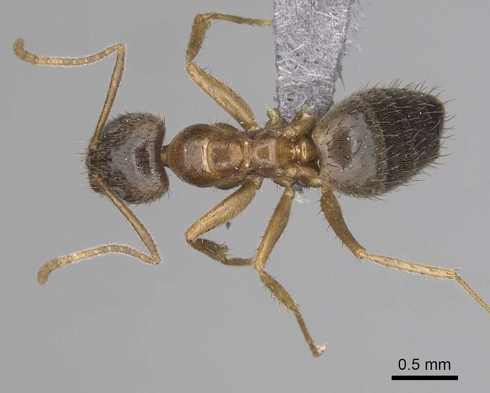 Image of Nylanderia jaegerskioeldi