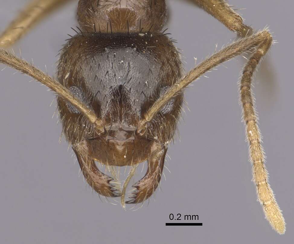 Image of Nylanderia jaegerskioeldi