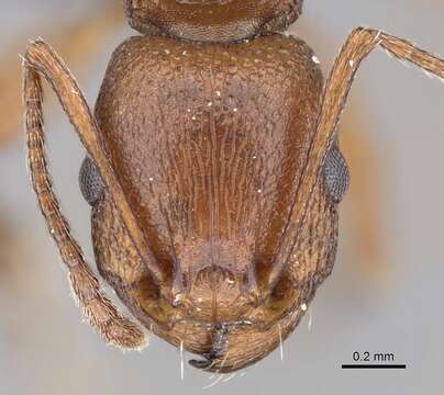 Image of Tetramorium