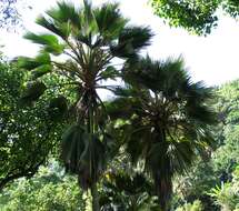 صورة Pritchardia hillebrandii Becc.