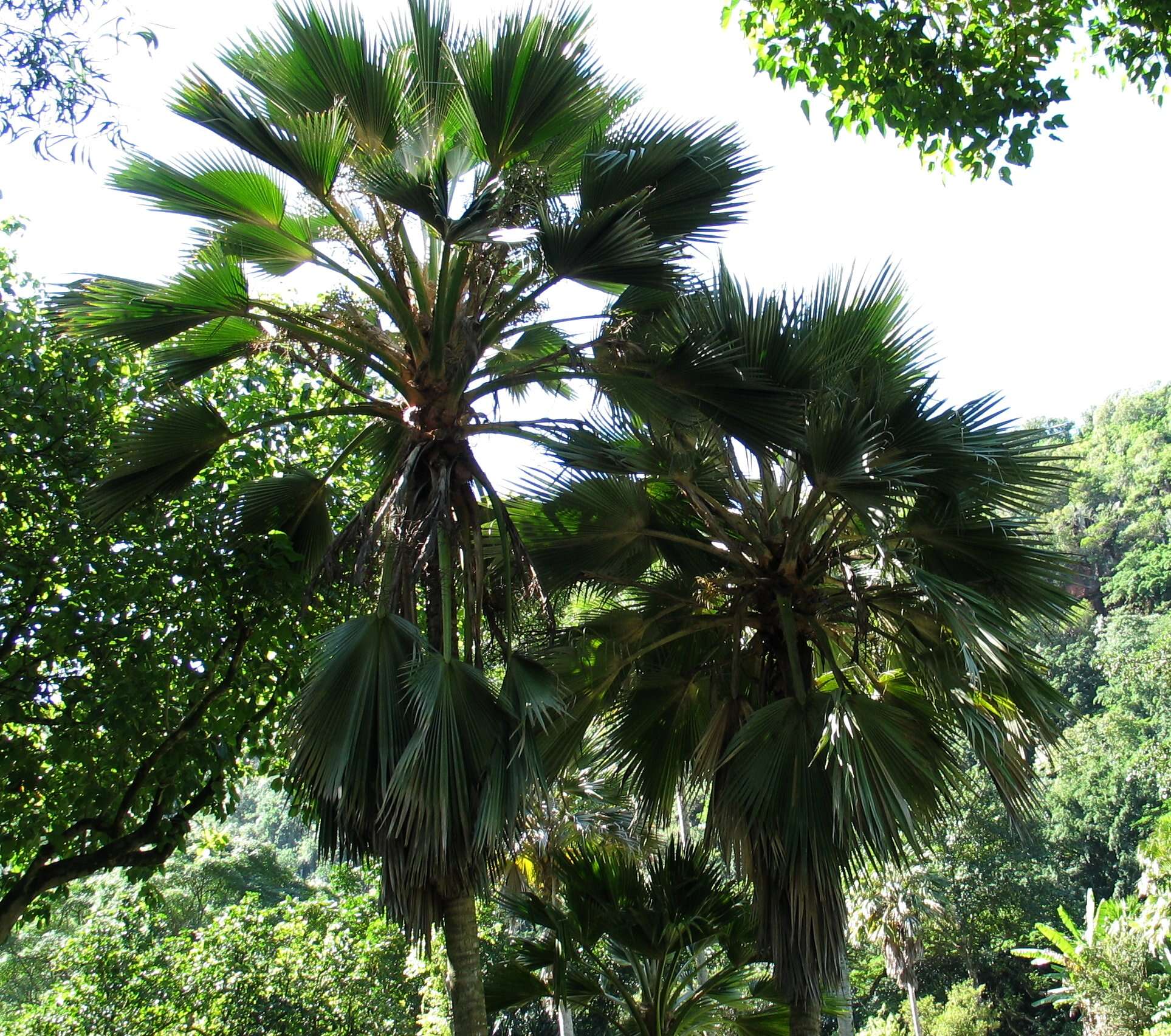 Pritchardia hillebrandii Becc.的圖片