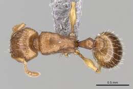 Image of Ant