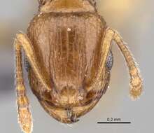 Image of Ant