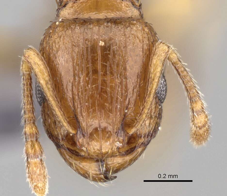 Image of Ant
