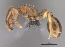 Image of Ant