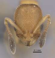 Image of Ant