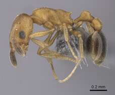 Image of Ant