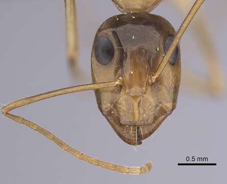 Image of Camponotus atlantis Forel 1890