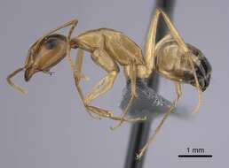 Image of Camponotus atlantis Forel 1890