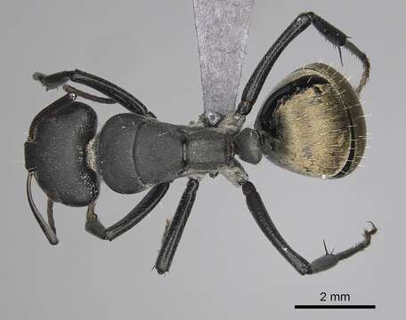Image of Camponotus sericeus (Fabricius 1798)