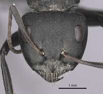 Image of Camponotus sericeus (Fabricius 1798)