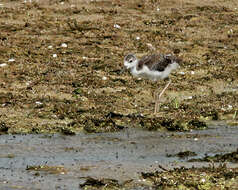 Image of Black-necked Stilt