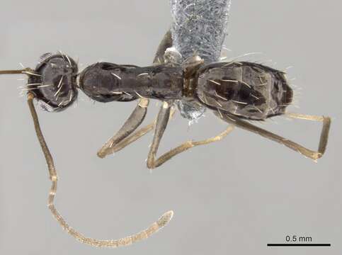 Image of Crazy Ant