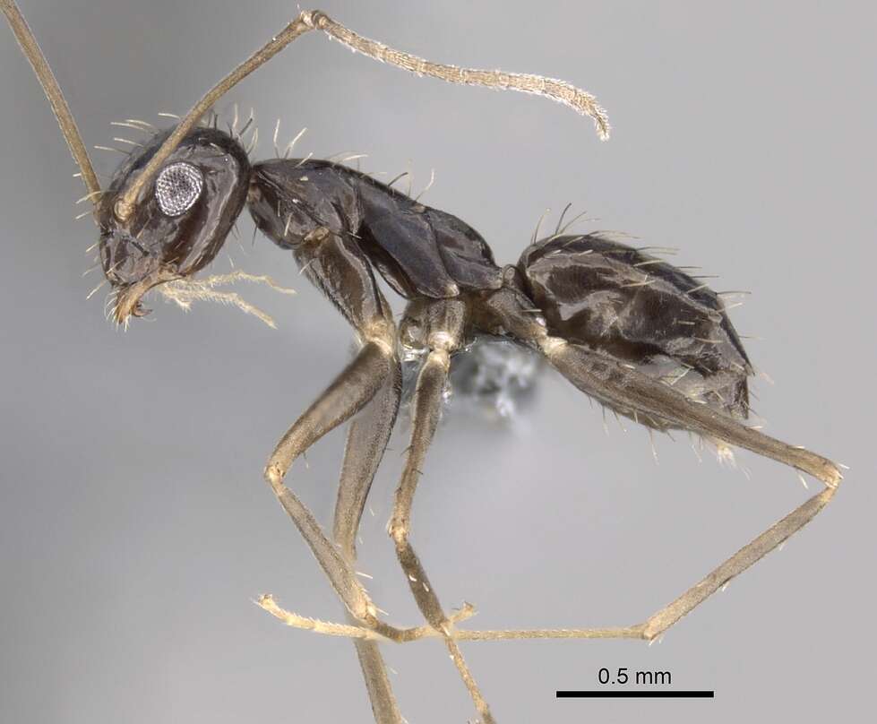 Image of Crazy Ant