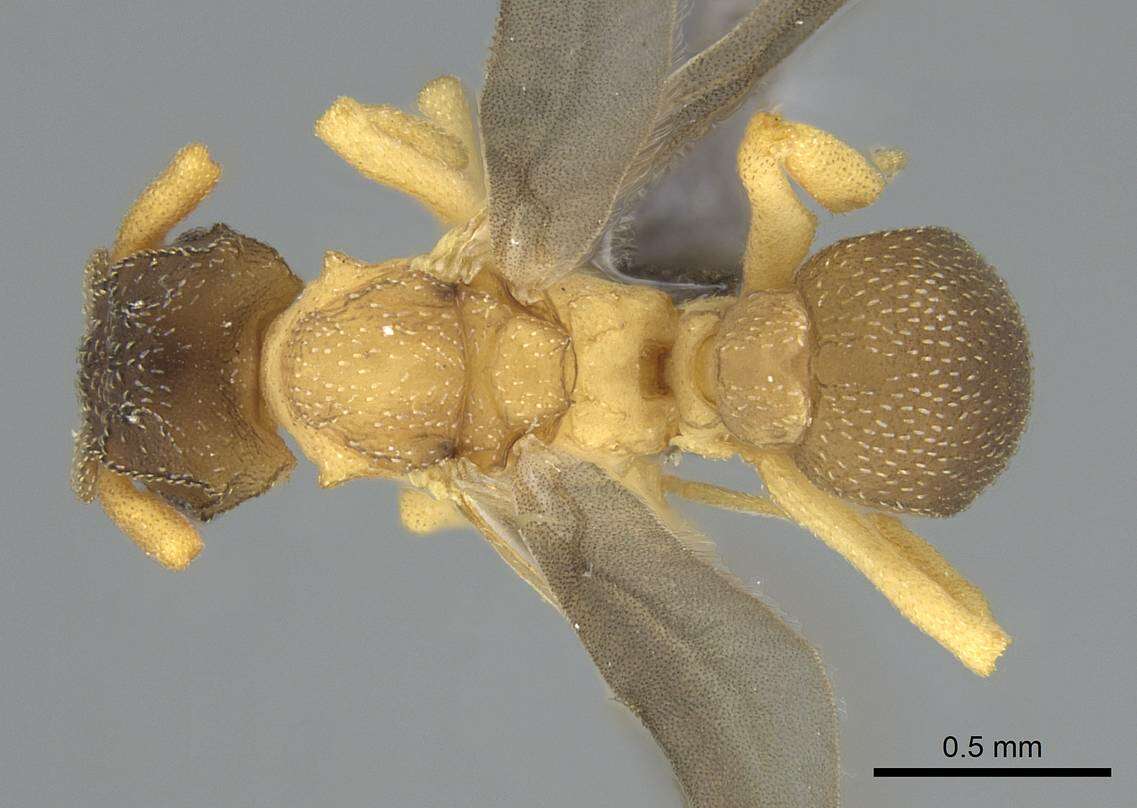 Cyphomyrmex minutus Mayr 1862的圖片