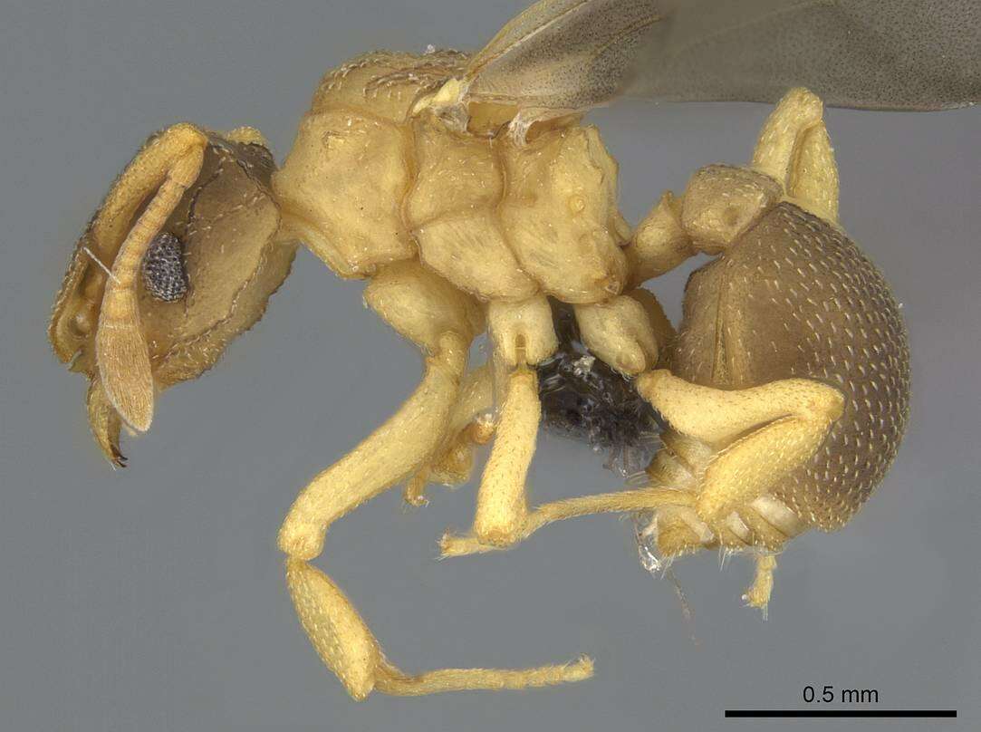 Cyphomyrmex minutus Mayr 1862的圖片