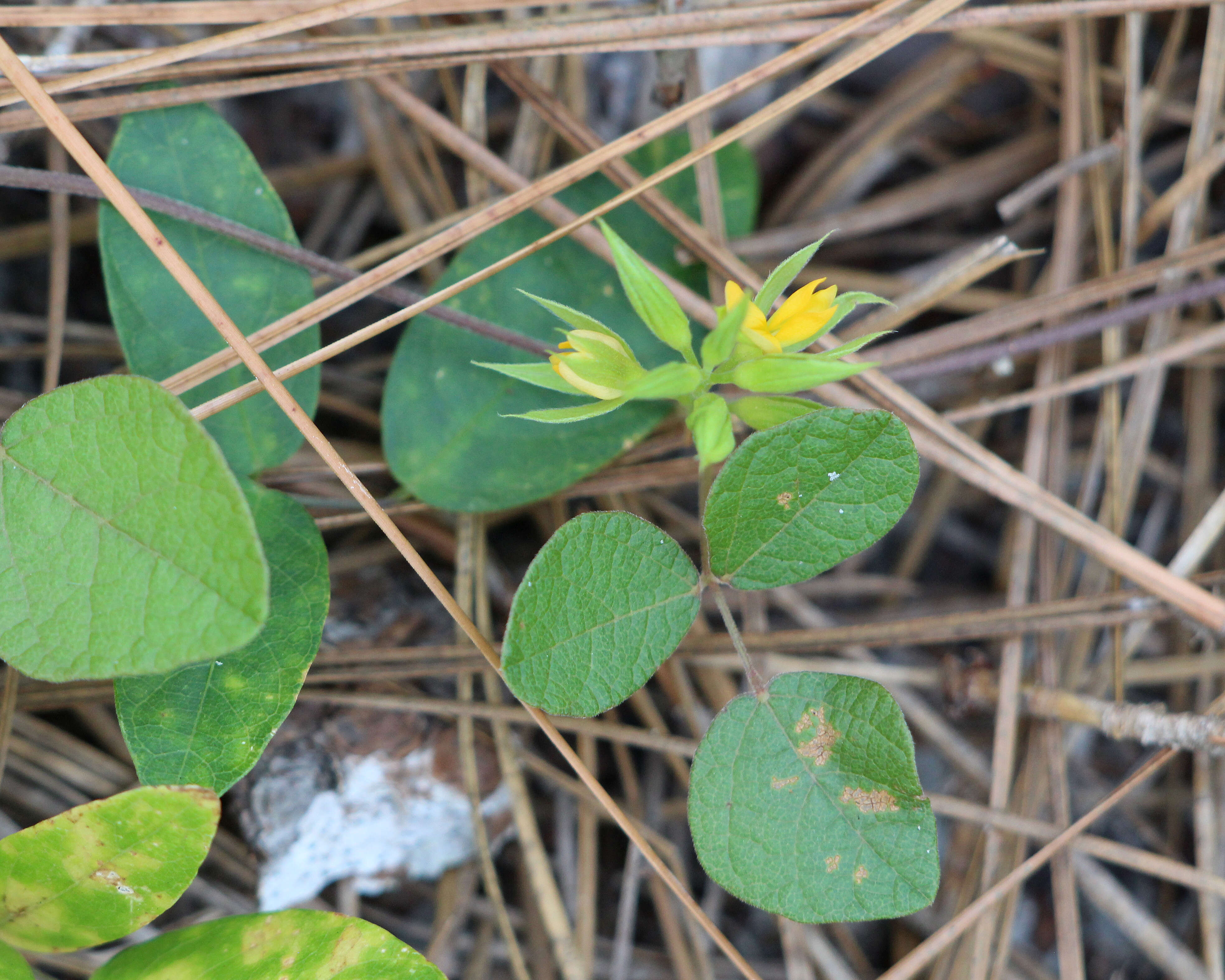 Слика од Rhynchosia cinerea Nash