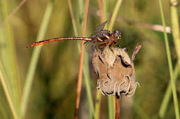 Image of Two-striped Forceptail