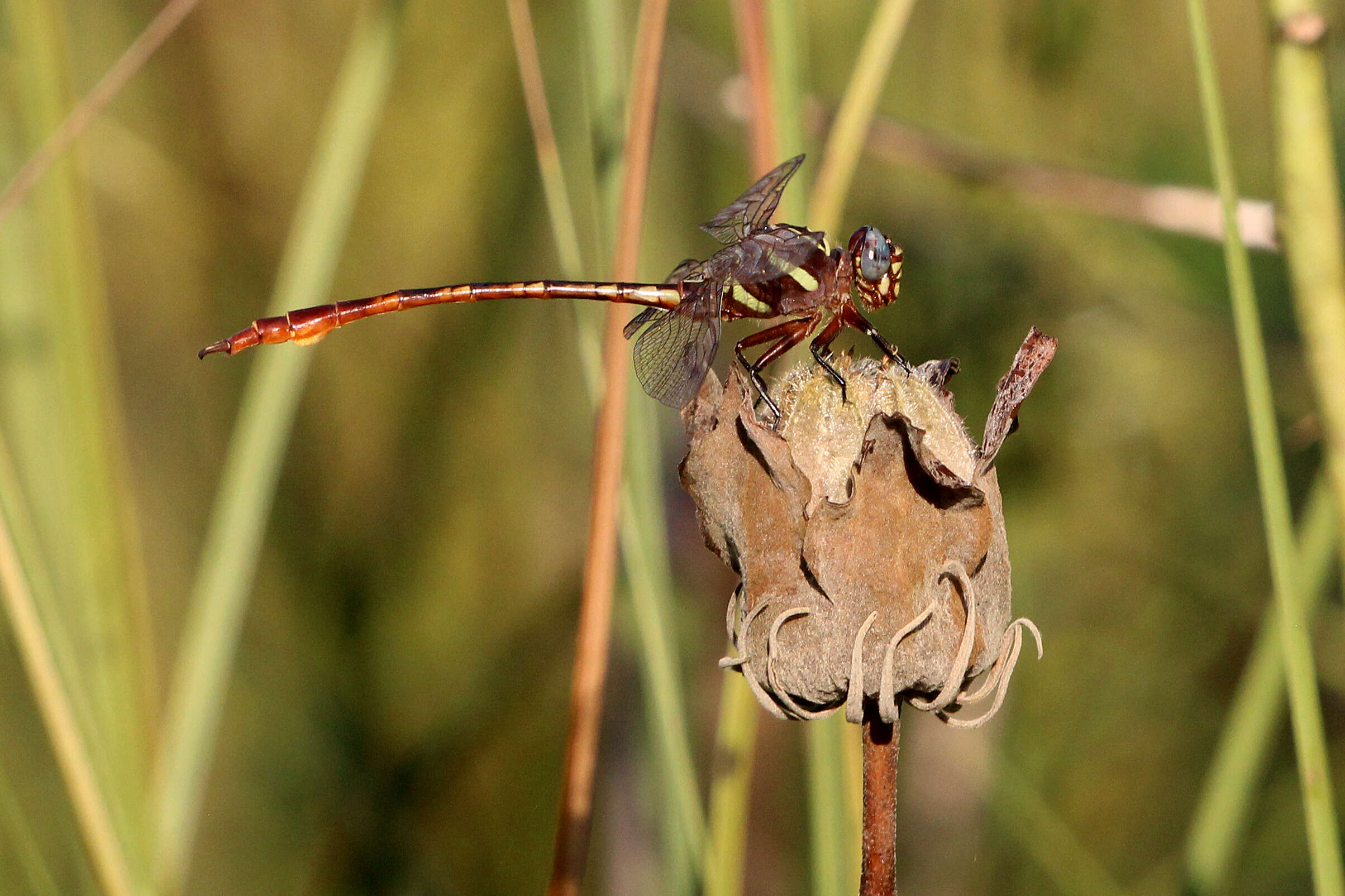 Image of Two-striped Forceptail