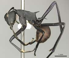 Image of Polyrhachis hector Smith 1857