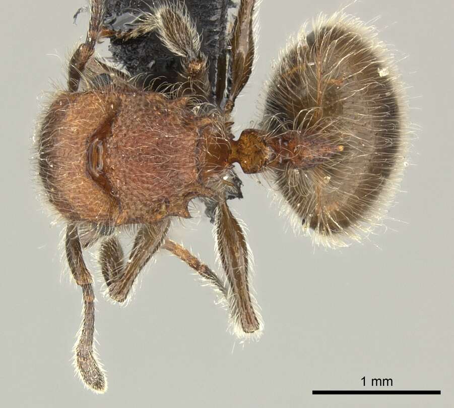 Image of Meranoplus castaneus Smith 1857