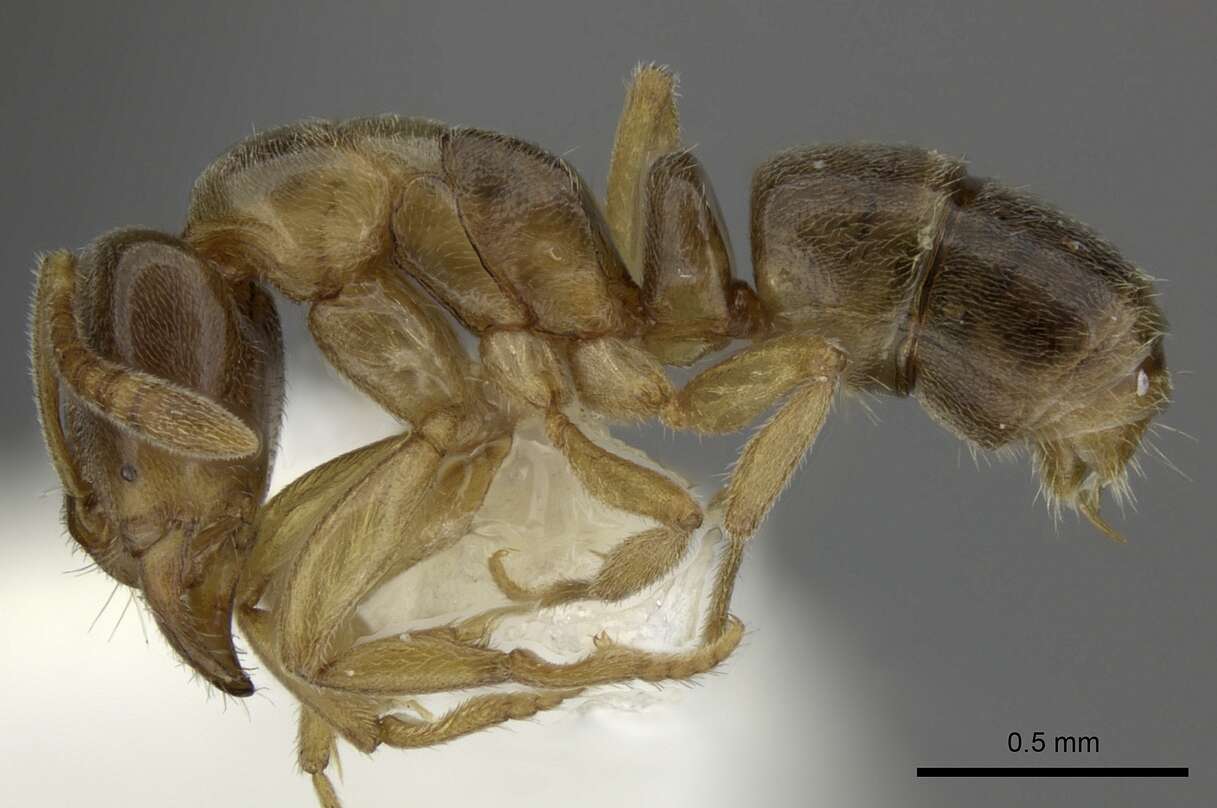 Image of Hypoponera sororcula (Wilson 1958)