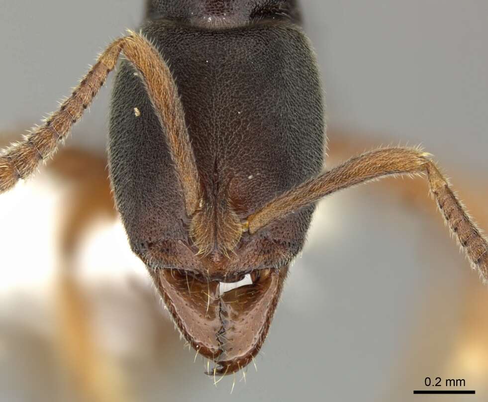 Image of Hypoponera eutrepta (Wilson 1958)