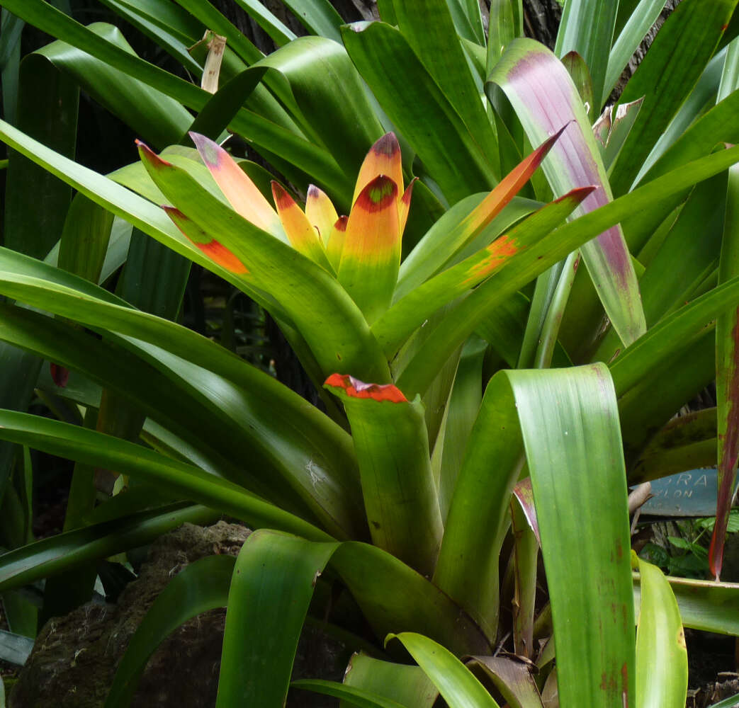 Слика од Guzmania gloriosa (André) André ex Mez