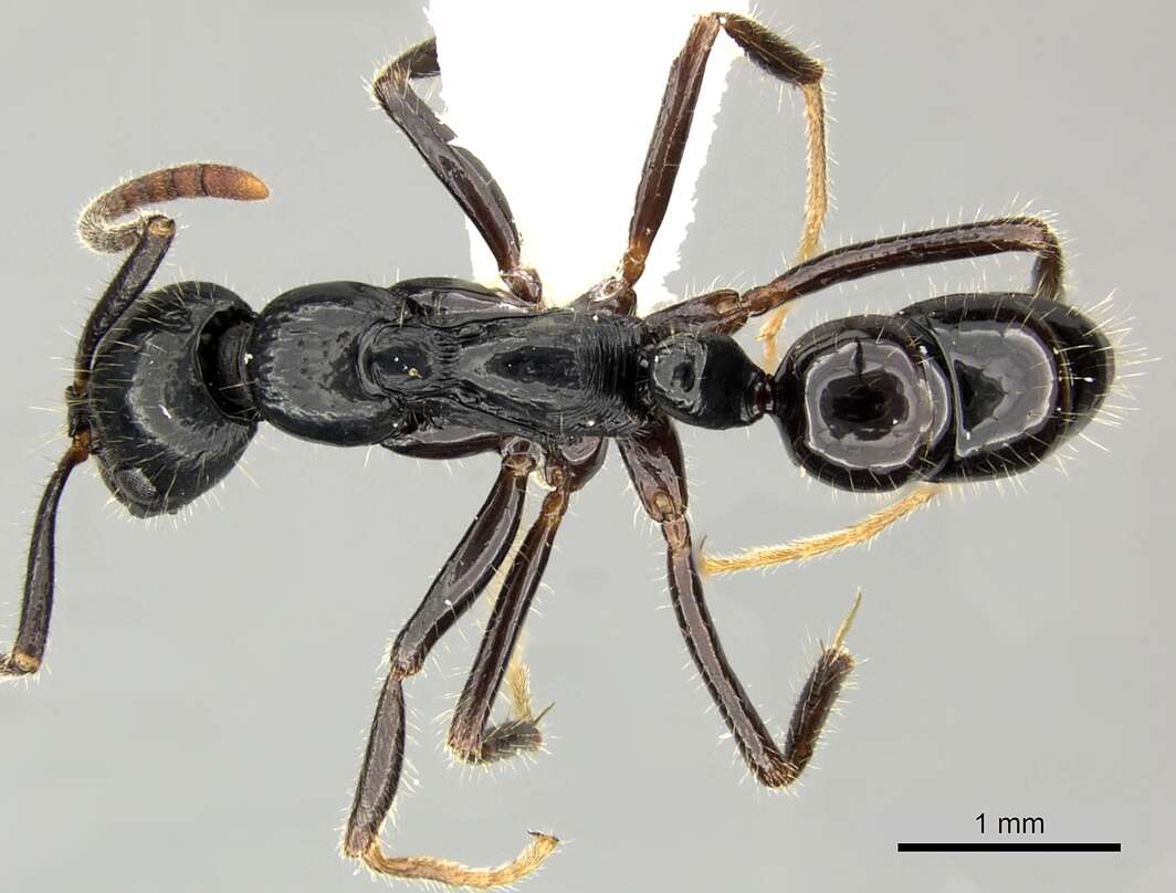 Image of Leptogenys diminuta (Smith 1857)