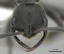 Image of Ant