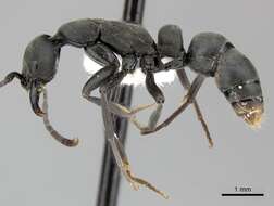 Image of Ant