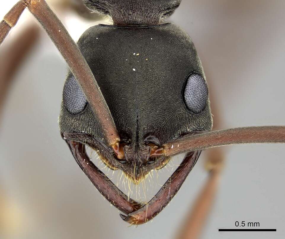 Leptogenys maxillosa (Smith 1858)的圖片