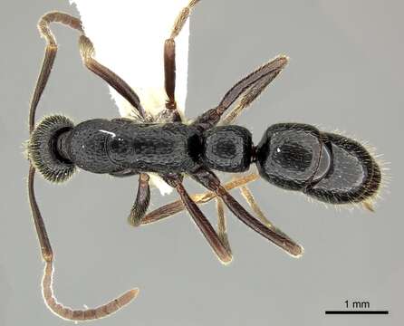 Leptogenys punctata Emery 1914的圖片