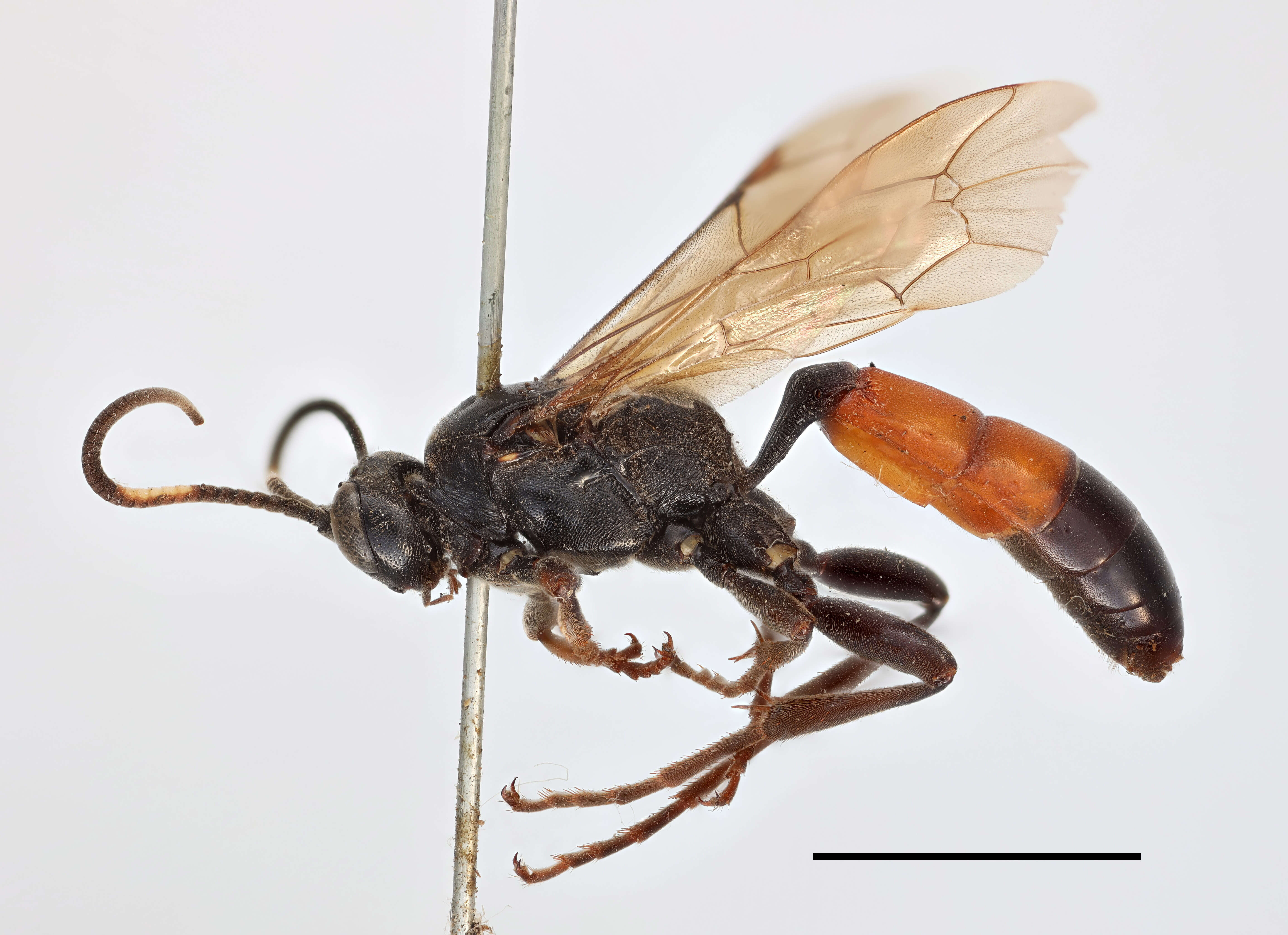 Image of Ctenichneumon divisorius (Gravenhorst 1820)