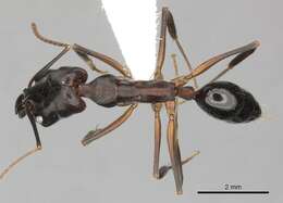 Image of Odontomachus bauri Emery 1892