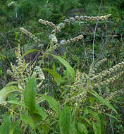 Слика од Buddleja americana L.