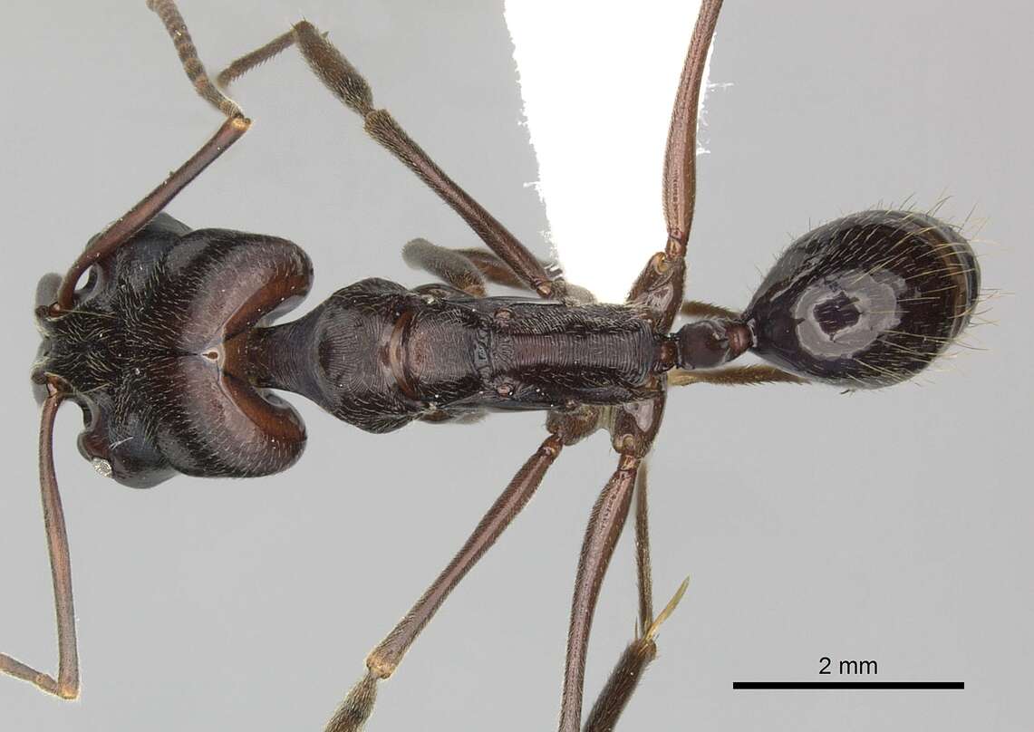 Image of Odontomachus biumbonatus Brown 1976