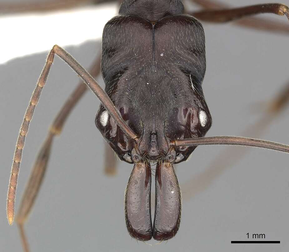 Imagem de Odontomachus biumbonatus Brown 1976