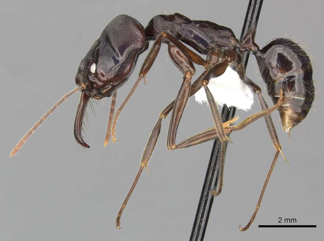 Imagem de Odontomachus biumbonatus Brown 1976