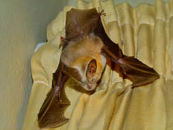 Image of Cape Long-eared Bat