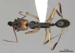 Image of Odontomachus erythrocephalus Emery 1890