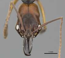 Imagem de Odontomachus erythrocephalus Emery 1890