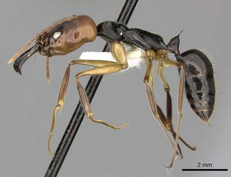 Imagem de Odontomachus erythrocephalus Emery 1890