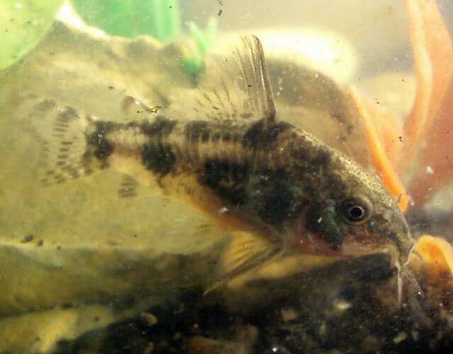 Image of peppered corydoras